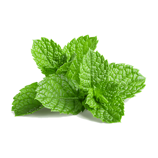 MINT (PUDINA) BUNCH