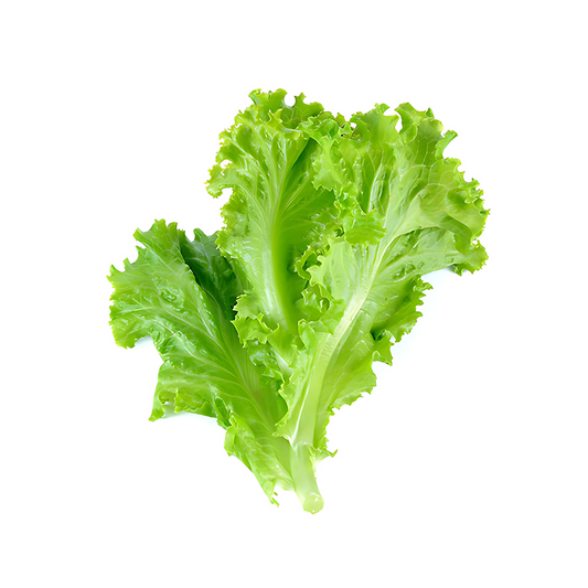 SALAD LEAF (SALAD PATTA) BUNCH 500G